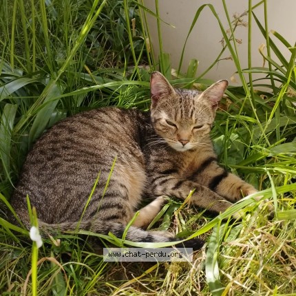 Photo de chat trouvé à Angouleme
