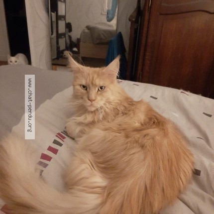 Photo de chat perdu à Valence En Poitou