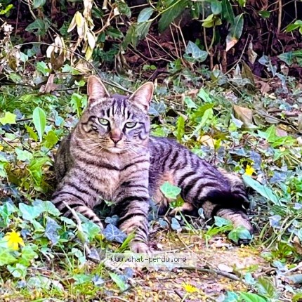 Photo de chat perdu à Nantes