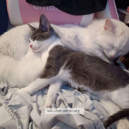 Photo de chat perdu à Le Beausset