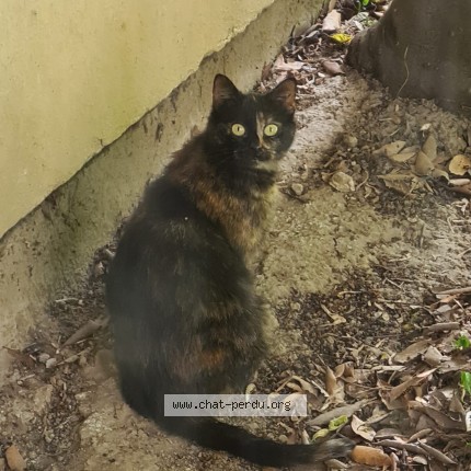 Photo de chat trouvé à Ris Orangis