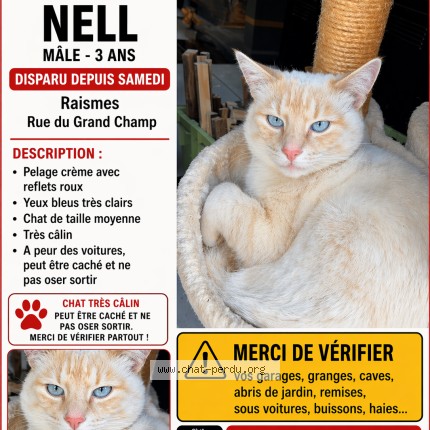 Photo 1/1 nell Chat perdu à Raismes
