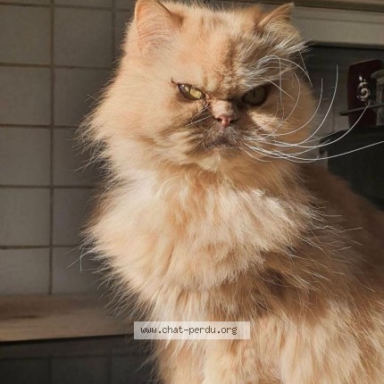 Photo de chat perdu à Auchel