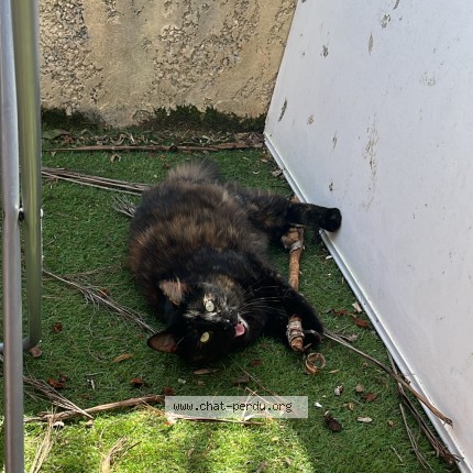 Photo 1/1 Roronoa Zara Chat perdu à Saint paul les dax