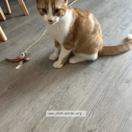 Photo 1/1 milo Chat perdu à Nantes