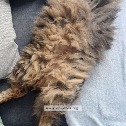 Photo 2/2 loumy Chat perdu à Abbaretz
