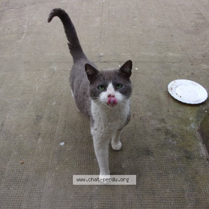 Photo 1/1 Chat trouvé Trouvé à La membrolle sur longuenee