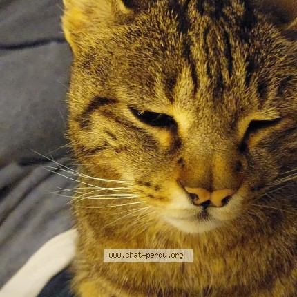 Photo 1/1 Bao Chat perdu à Champigny en beauce