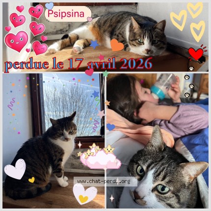 Photo 1/1 Psipsina Chat perdu à Montbrun lauragais