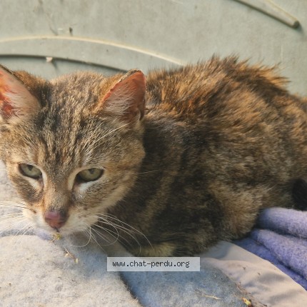 Photo 1/1 Chat trouvé Trouvé à Angouleme