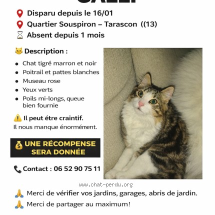 Photo 1/2 galli Chat perdu à Tarascon