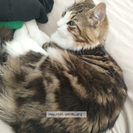 Photo 2/2 galli Chat perdu à Tarascon