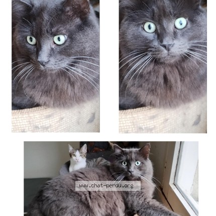 Photo de chat perdu à Bagneux Saumur