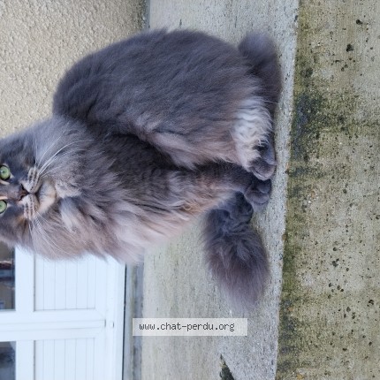 Photo de chat perdu à Crezancy