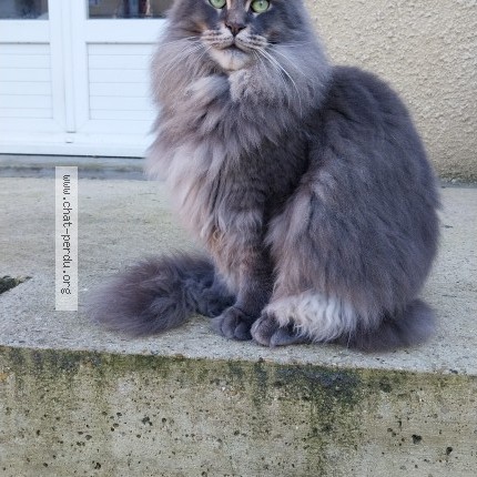 Photo 1/2 Ubelix Chat perdu à Crezancy