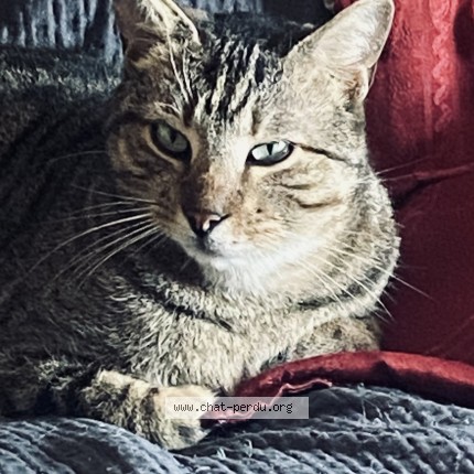 Photo de chat perdu à Riez