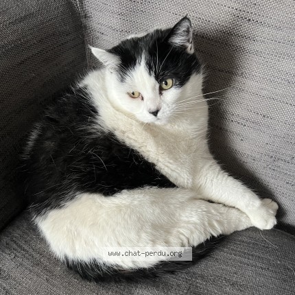 Photo de chat perdu à Herbault