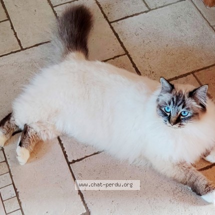 Photo de chat perdu à Laives