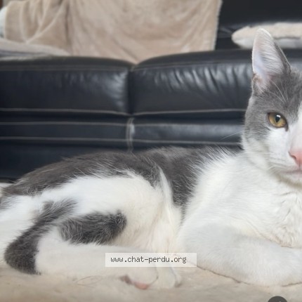 Photo de chat perdu à Woippy