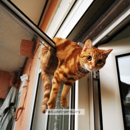 Photo de chat perdu à Bordeaux