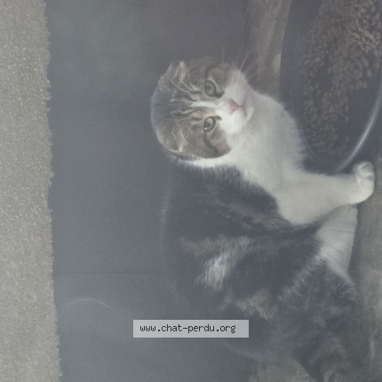 Photo 1/1 Chat trouvé Trouvé à Polleur
