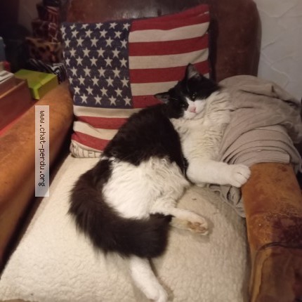 Photo de chat perdu à Nimes