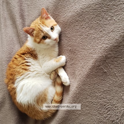 Photo de chat perdu à Martiel 12200