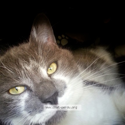 Photo 1/1 dakko Chat perdu à Fruges