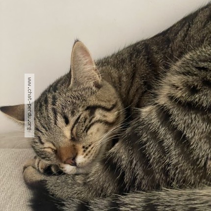 Photo de chat perdu à Montfavet