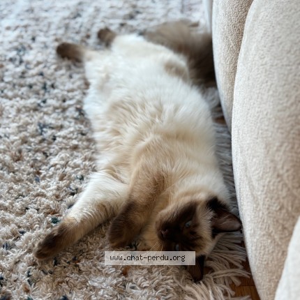 Photo de chat perdu à Charly