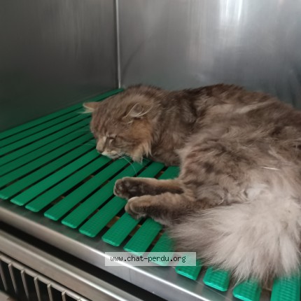 Photo de chat trouvé à Montsurs