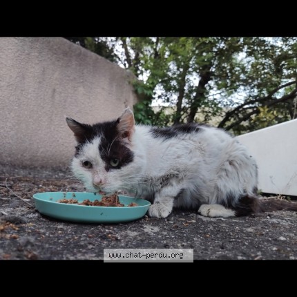 Photo de chat trouvé à Saint Peray