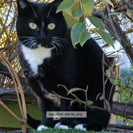 Photo 1/1 Soquette Chat perdu à St prix