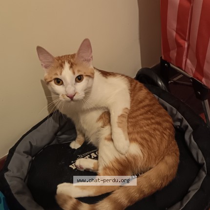 Photo 1/1 Aïko Chat perdu à Vallon pont d arc