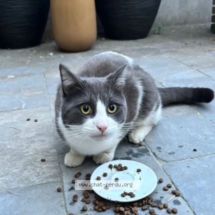 Photo 1/1 Chat trouvé Trouvé à Kraainem