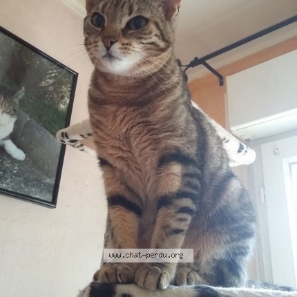 Photo de chat perdu à Mery Sur Seine