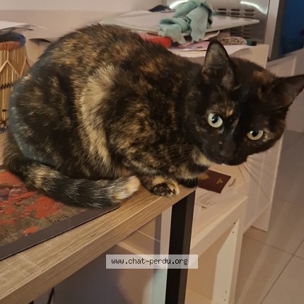 Photo de chat perdu à Grenoble