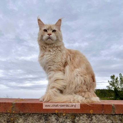 Photo de chat perdu à Les Cluses