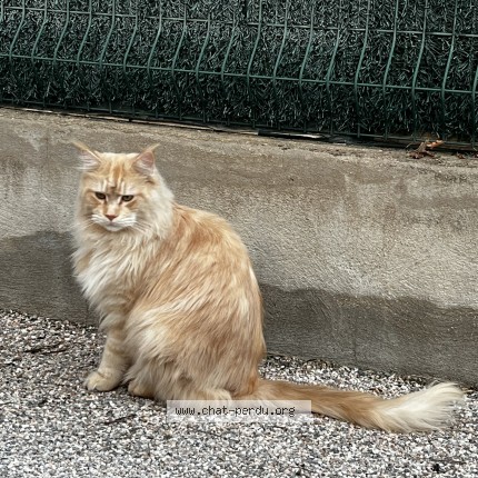 Photo 1/1 Thor Chat perdu à Les cluses