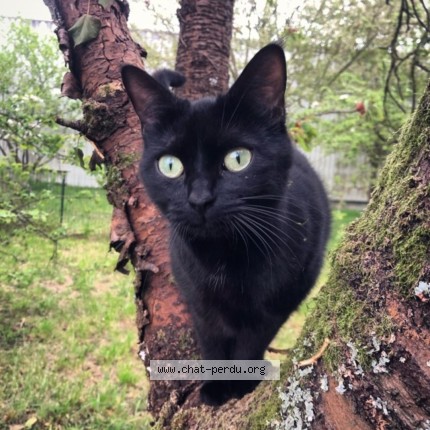 Photo de chat perdu à Amiens