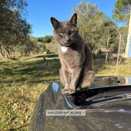 Photo de chat perdu à Saint Just Et Vacquieres