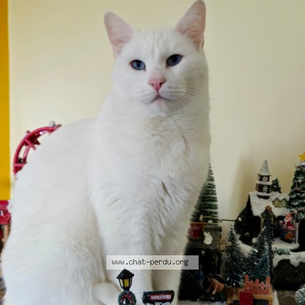 Photo 1/1 sushi Chat perdu à Bengy sur craon