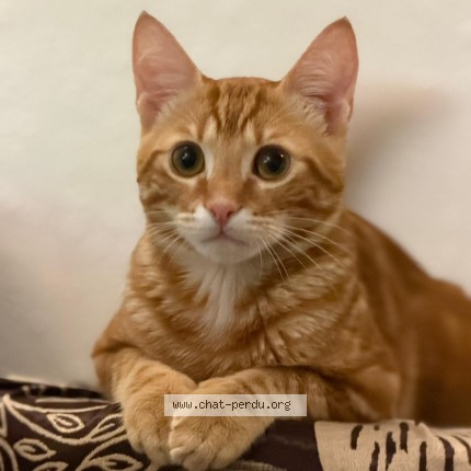 Photo de chat perdu à Montbeliard