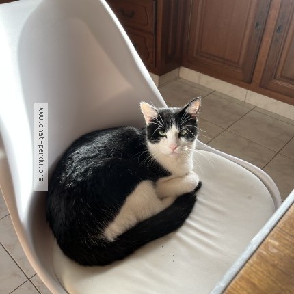 Photo de chat perdu à Laigne Saint Gervais