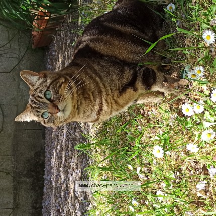 Photo de chat perdu à Nantes