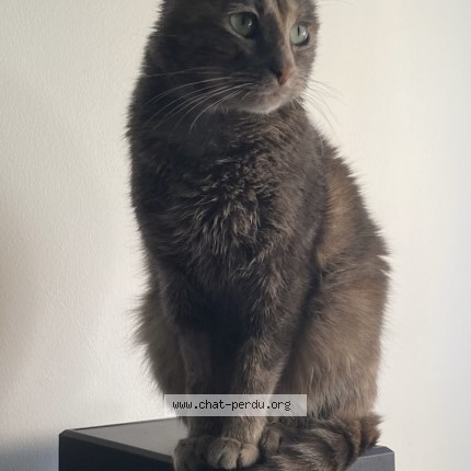 Photo de chat perdu à Villemoyenne