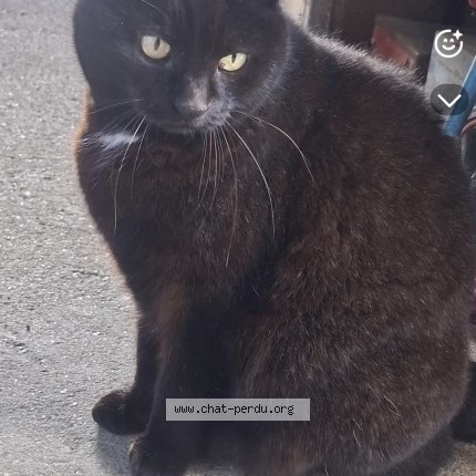 Photo de chat trouvé à Loupes
