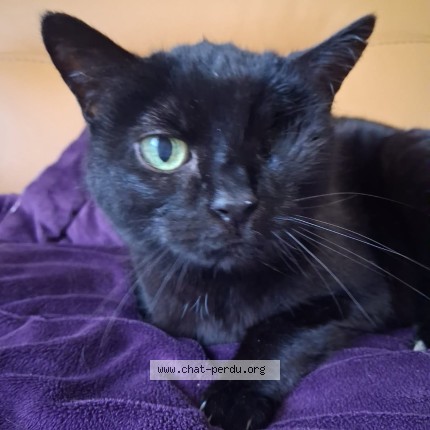 Photo de chat perdu à Moret Loing Et Orvanne