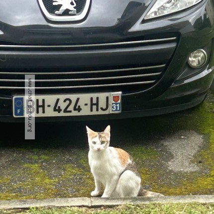 Photo 1/1 duchesse Chat perdu à Blagnac