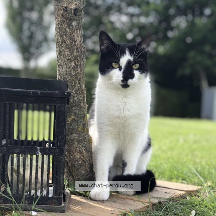 Photo de chat perdu à Morville